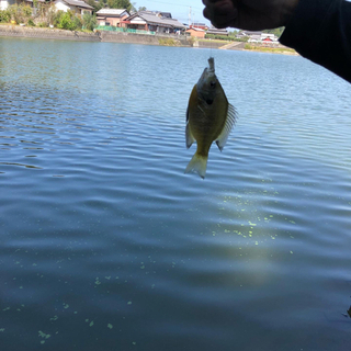 バス釣りタックル譲ってください！！