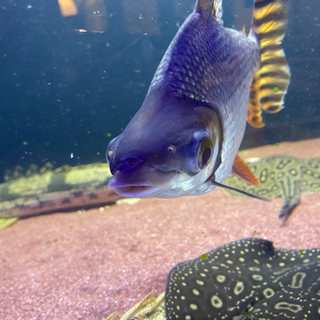 カラプロ　　大