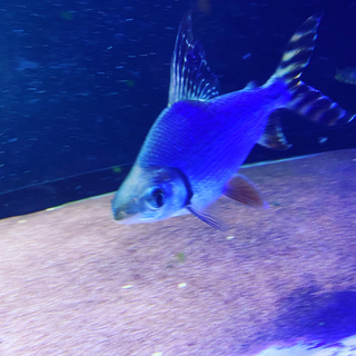 カラプロ　　大