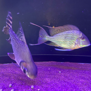 カラプロ　　大