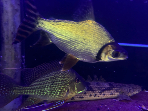 カラプロ　　大