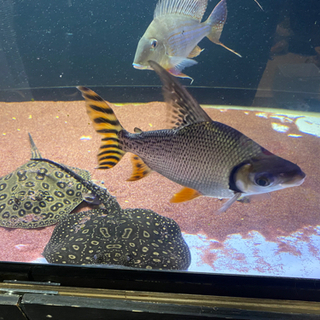 カラプロ　　大