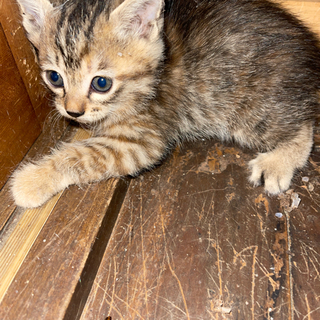 一か月くらいの子猫里親さんきまりました