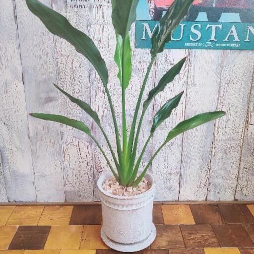 【観葉植物】 ストレリチア レギネ　受皿付