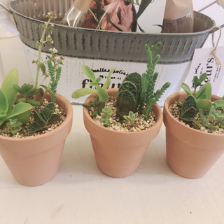 *お話中*多肉植物の小さな寄せ植え*°