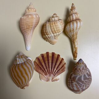 貝殻です。秋田県の海岸で拾い集めました。