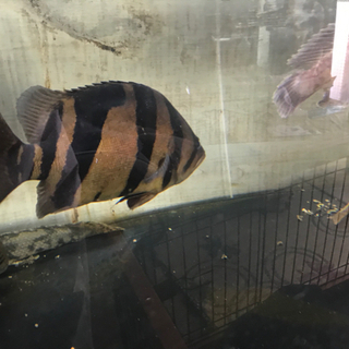 大型水槽1200×750×600 生体込み