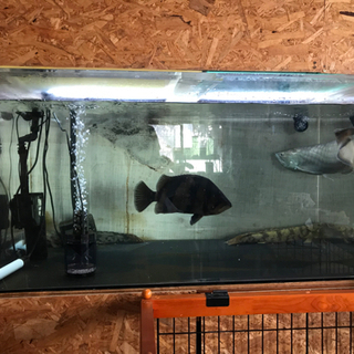 ミツル大型水槽 大型水槽セット 1200 アクアリウム