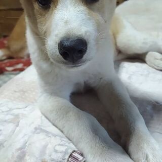 3ヶ月の子犬