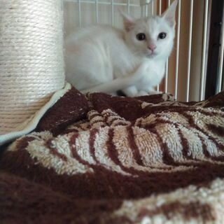 去勢手術終了しました。　白猫推定６ヶ月の男の子 − 福島県