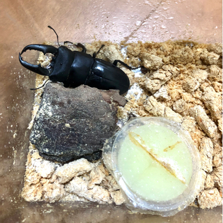 中古サキシマヒラタクワガタが無料 格安で買える ジモティー