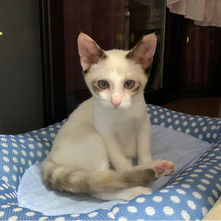 シャム系の美猫ちゃん(避妊手術済み)５ヶ月 