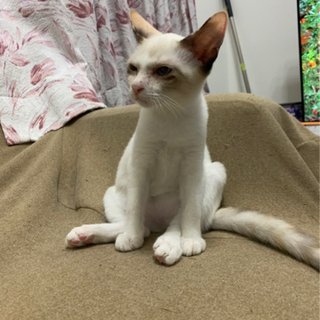 シャム系の美猫ちゃん(避妊手術済み)５ヶ月  − 福岡県