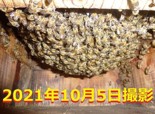【取引中、キャンセル待ち】巣箱入り日本蜜蜂１群（2021.4.21入居群）
