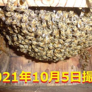 【取引中、キャンセル待ち】巣箱入り日本蜜蜂１群（2021.4.2...