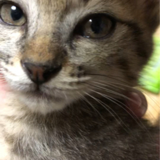 子猫4匹それぞれ飼ってくれる方募集【ありがとうございました！】 − 高知県