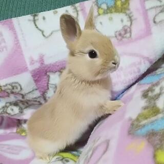 ネザーランドドワーフ🐰リンクス