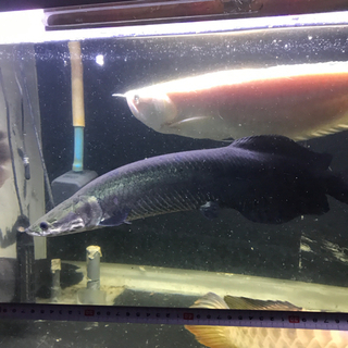 ピラルク50センチある無し、おとひめok