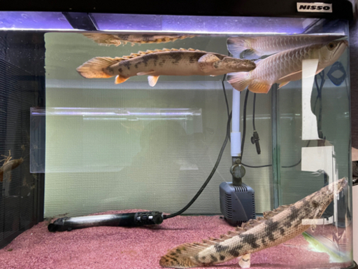 熱帯魚　ポリプテルス