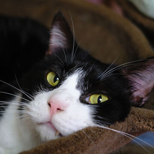 ミッキー 幸運のカギしっぽ ハチワレ男の子 キノ こくらねこ部 門司の猫の里親募集 ジモティー