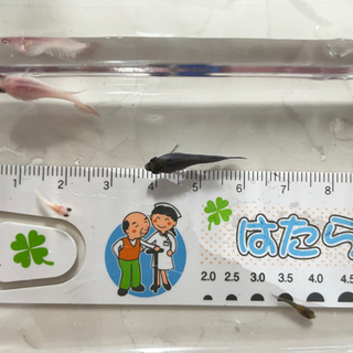 ベタ　新投稿へ問合せお願いします。幼魚　赤ちゃん　クラウンテール　闘魚