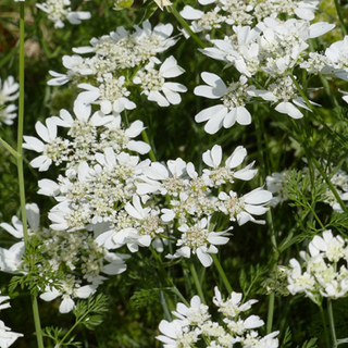 お花　オルレア　白いお花の抜き苗　10個程度