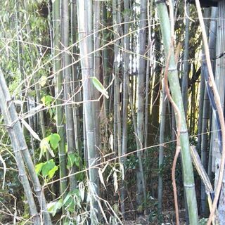 【単発】竹の伐採補助　時給1,050円　チェーンソーご準備あり　...