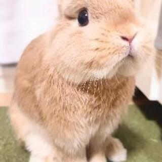 うさぎのお嫁さん探しています🐇