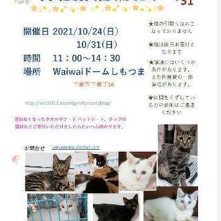 保護猫譲渡会　waiwaiドームしもつま10月