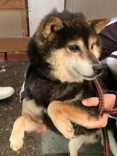 柴犬の女の子モモちゃん Chiemi 恵那の犬の里親募集 ジモティー 柴犬の女の子モモちゃん Chiemi 恵那の犬の里親募集 ジモティー
