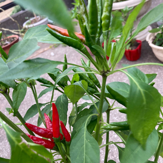 中古唐辛子が無料 格安で買える ジモティー 中古唐辛子が無料 格安で買える ジモティー