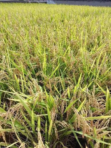 新米☆令和3年イクヒカリ玄米30キロ | eym-gourmet.com