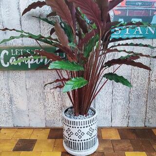 観葉植物】カラテア・ルフィバルバ 受皿付