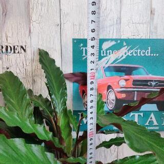 観葉植物】カラテア・ルフィバルバ 受皿付