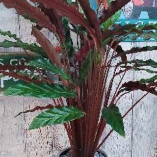 観葉植物】カラテア・ルフィバルバ 受皿付