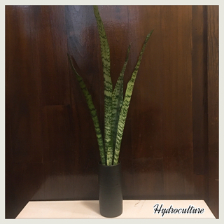 観葉植物 サンセベリア ゼラニカハイドロカルチャー Kal 那覇の家具の中古あげます 譲ります ジモティーで不用品の処分