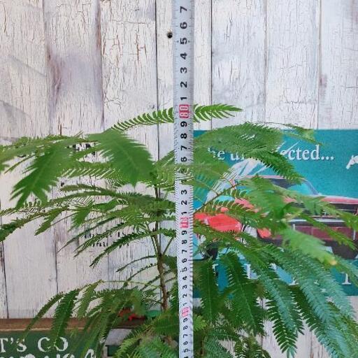 【観葉植物】エバー　フレッシュ　受皿付