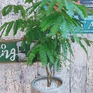 【観葉植物】エバー　フレッシュ　受皿付