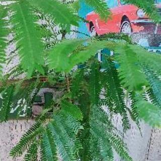 【観葉植物】エバー　フレッシュ　受皿付