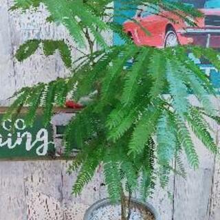 【観葉植物】エバー　フレッシュ　受皿付