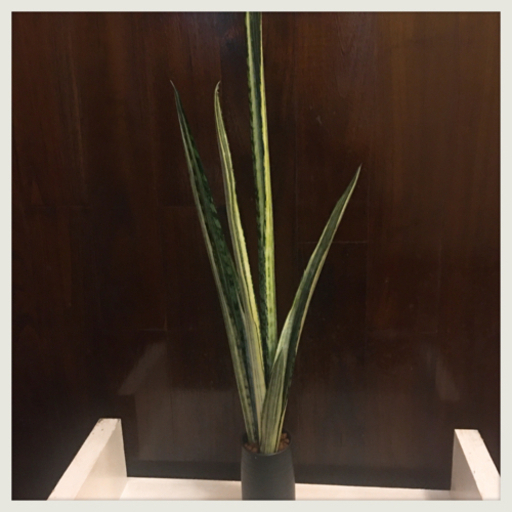 観葉植物 サンセベリア バンテルズセンセーションハイドロカルチャー 希少種 Kal 那覇の家具の中古あげます 譲ります ジモティーで不用品の処分