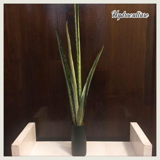 観葉植物 サンセベリア バンテルズセンセーションハイドロカルチャー 希少種 Kal 那覇の家具の中古あげます 譲ります ジモティーで不用品の処分