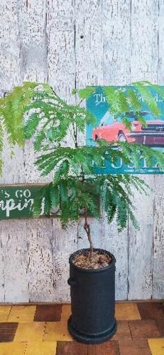 【観葉植物】　エバーフレッシュ　受皿付