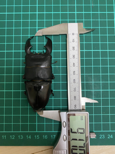 スマトラヒラタ【アチェ】成虫ペア③ （クワガタ、カブトムシ）