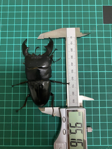 スマトラヒラタ【アチェ】成虫ペア④ （クワガタ、カブトムシ）