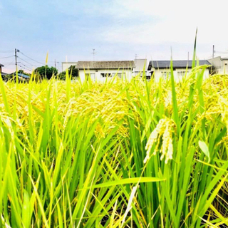 稲刈り体験　お米作り　岡山市東区