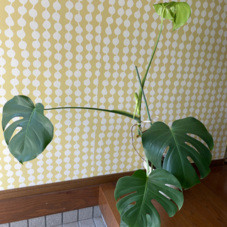 観葉植物(モンステラ)80cm