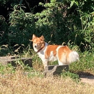 皆様の優しさで全員新しい家族に出会えました！ありがとうございました！！緊急！多頭崩壊、殺処分手前です。 - 大田市