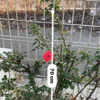 【ネット決済】つる薔薇、ミニ薔薇　　50センチ位　年2回咲きます