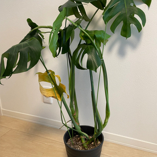 【ネット決済】モンステラ　観葉植物　高さ約80cm